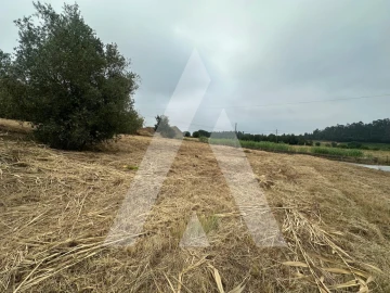 Terreno para Venda em Tamengos, Aguim e Óis do Bairro