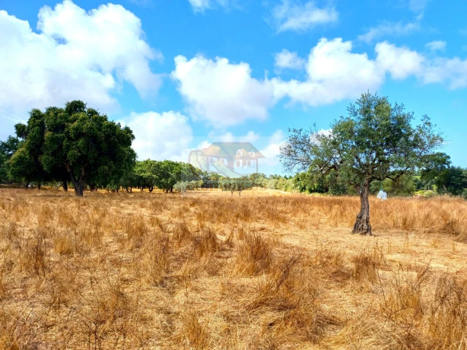 Terreno Agricola ou Rústico para Venda em Melides Foto 12