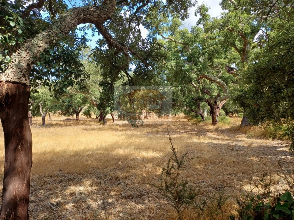 Terreno Agricola ou Rústico para Venda em Melides Foto 16