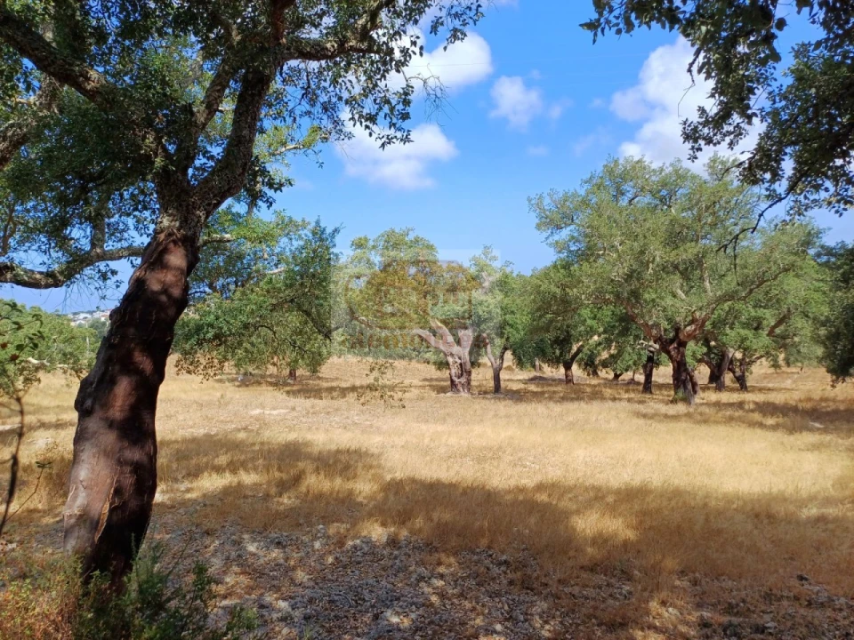 Terreno Agricola ou Rústico para Venda em Melides Foto 17