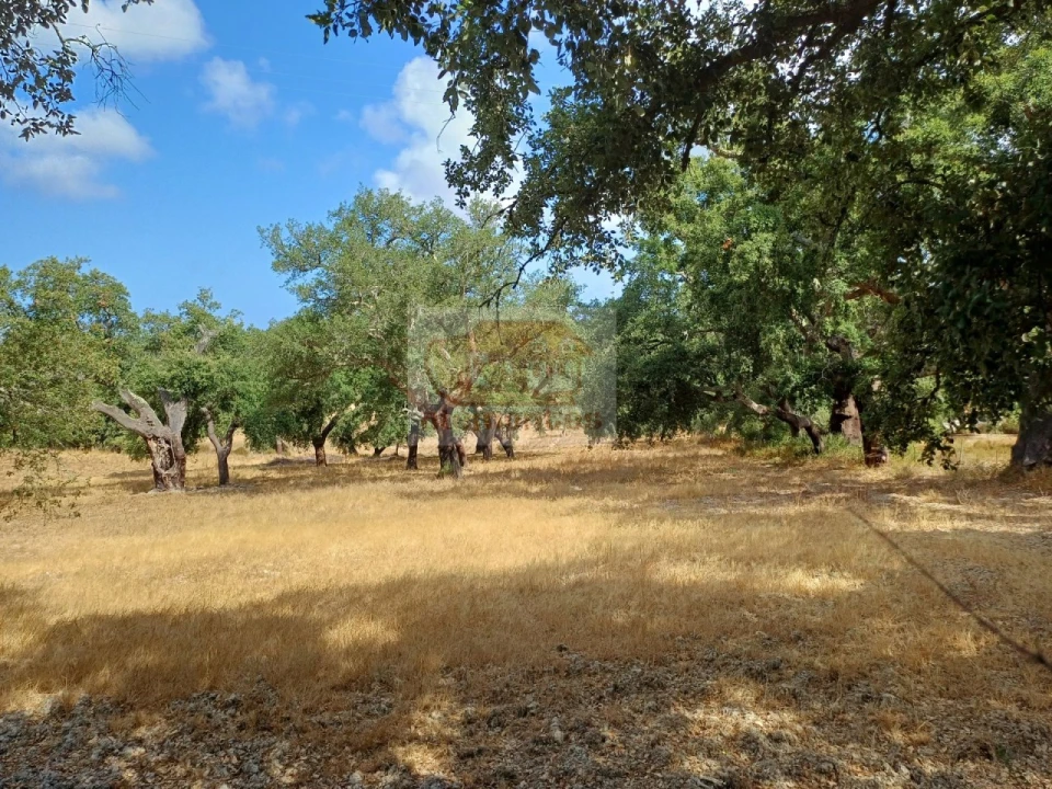 Terreno Agricola ou Rústico para Venda em Melides Foto 18