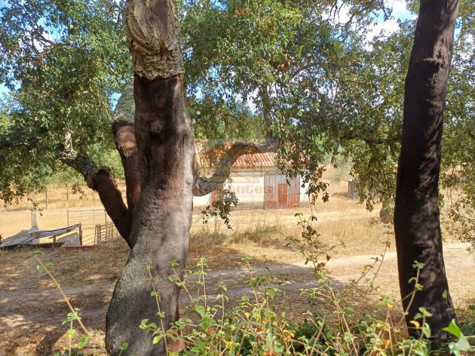 Terreno Agricola ou Rústico para Venda em Melides Foto 4