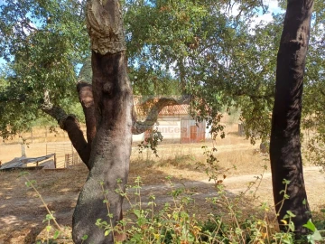 Terreno Agricola ou Rústico para Venda em Melides