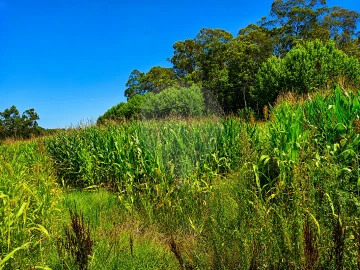 Terreno para Venda em Valega