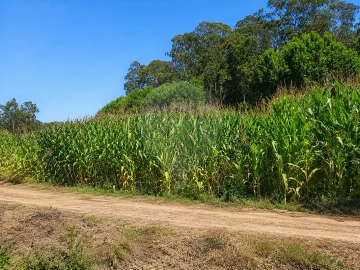 Terreno para Venda em Valega