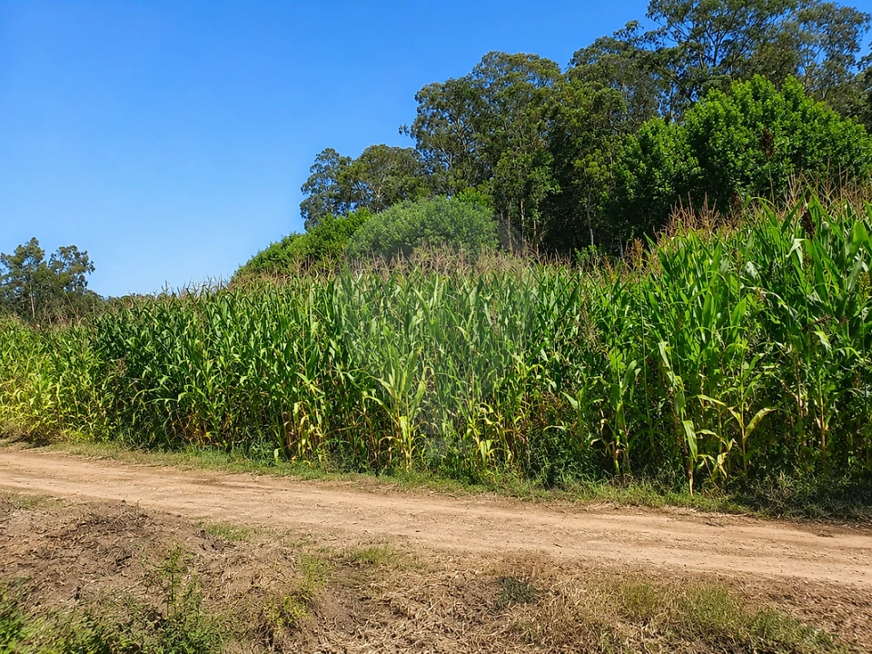 Terreno para Venda em Valega Foto 2