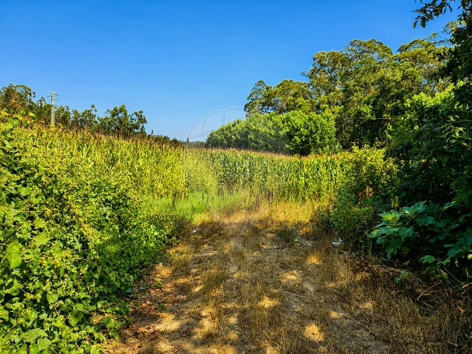 Terreno para Venda em Valega Foto 3