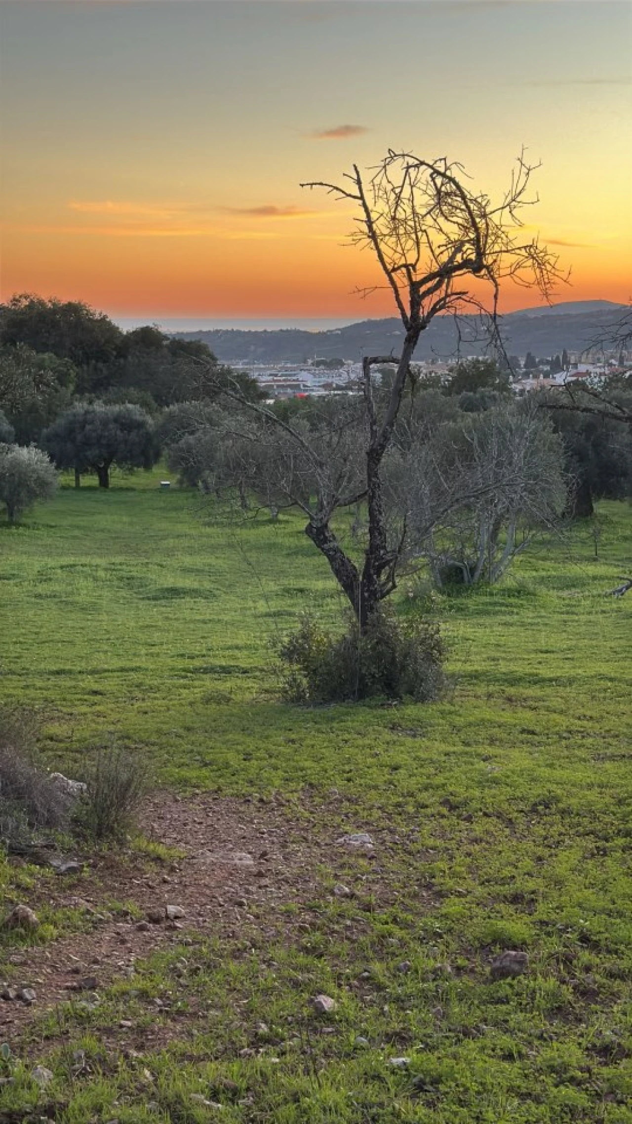 Terreno para Venda em São Brás de Alportel Foto 1