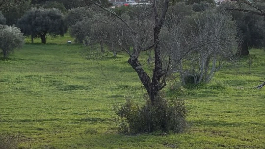 Terreno para Venda em São Brás de Alportel