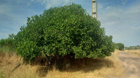 Moradia T8 para Venda em Barbacena e Vila Fernando