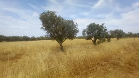 Moradia T8 para Venda em Barbacena e Vila Fernando
