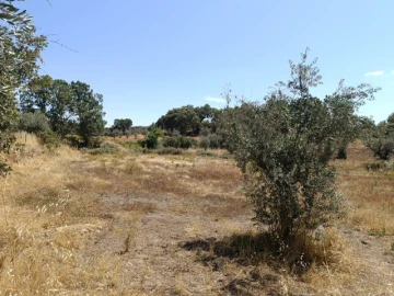 Quinta T3 para Venda em Ribeira de Nisa e Carreiras