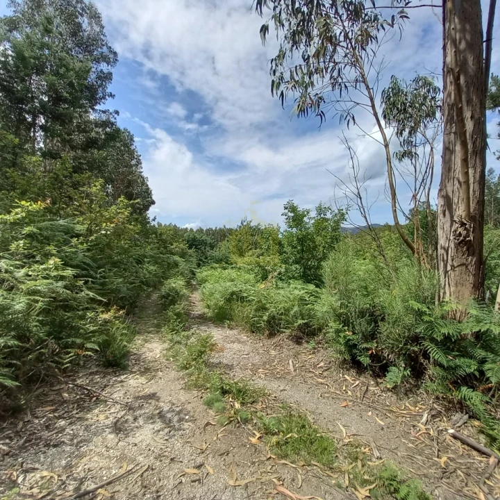 Terreno Agricola ou Rústico para Venda em Vieira do Minho Foto 4