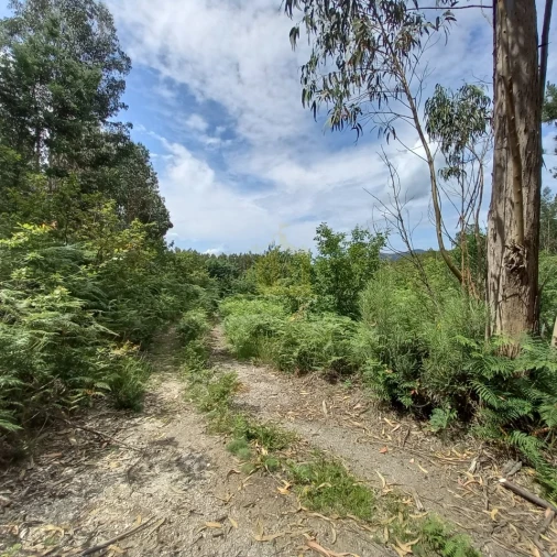 Terreno Agricola ou Rústico para Venda em Vieira do Minho Foto 4