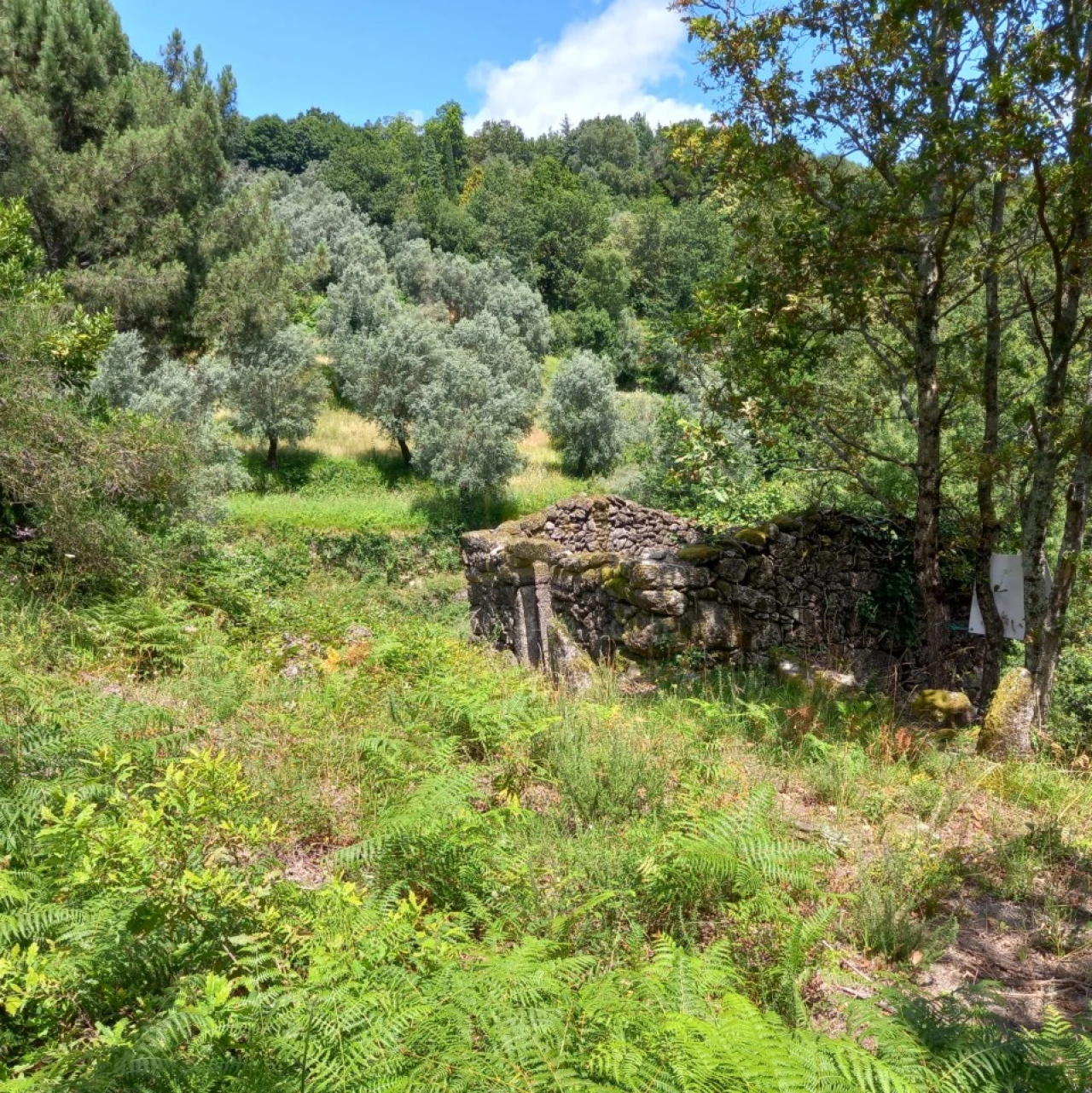 Terreno para Venda em Valdosende Foto 4