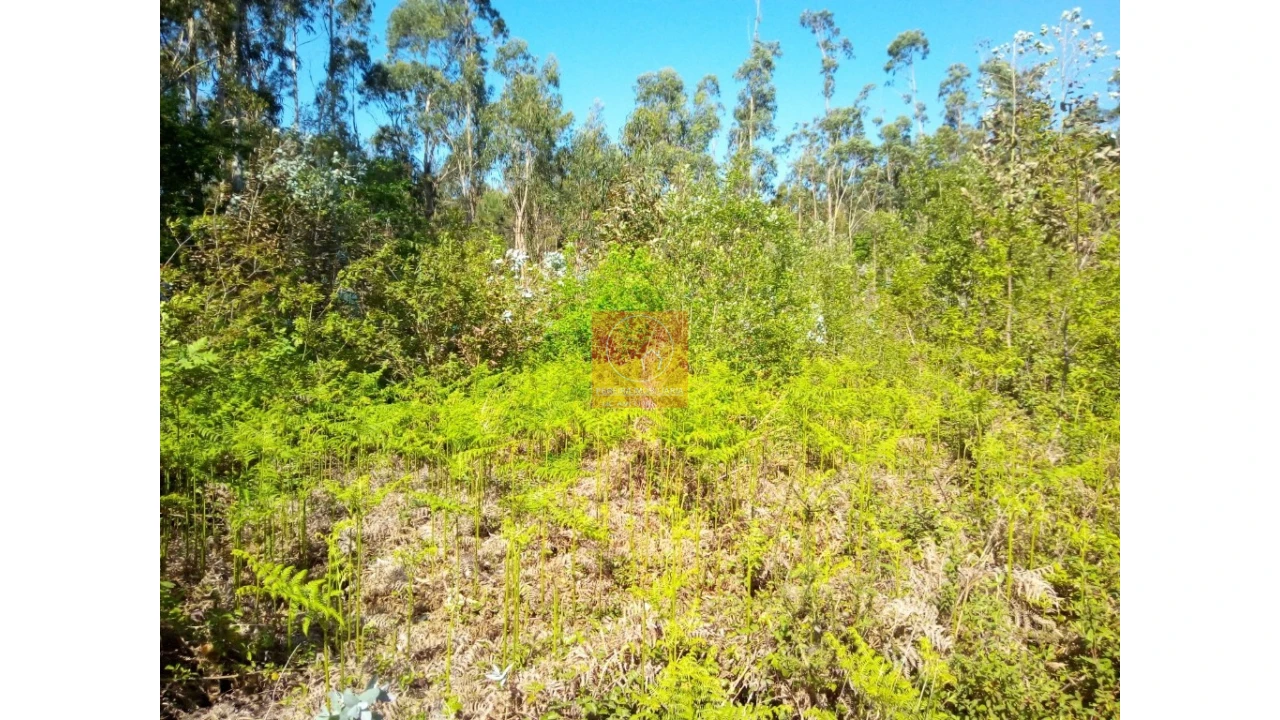 Terreno para Venda em Vila Cova e Feitos Foto 1