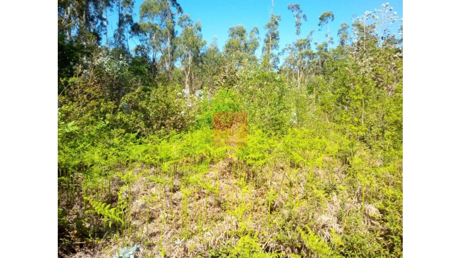 Terreno para Venda em Vila Cova e Feitos Foto 1