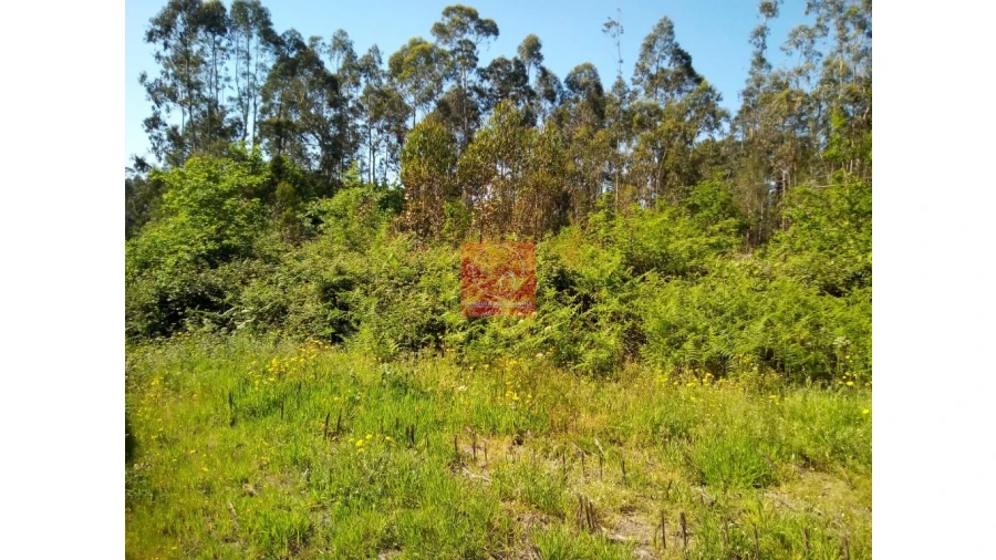 Terreno para Venda em Vila Cova e Feitos Foto 6