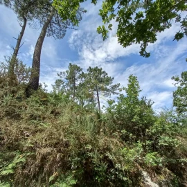 Terreno Agricola ou Rústico para Venda em Vieira do Minho