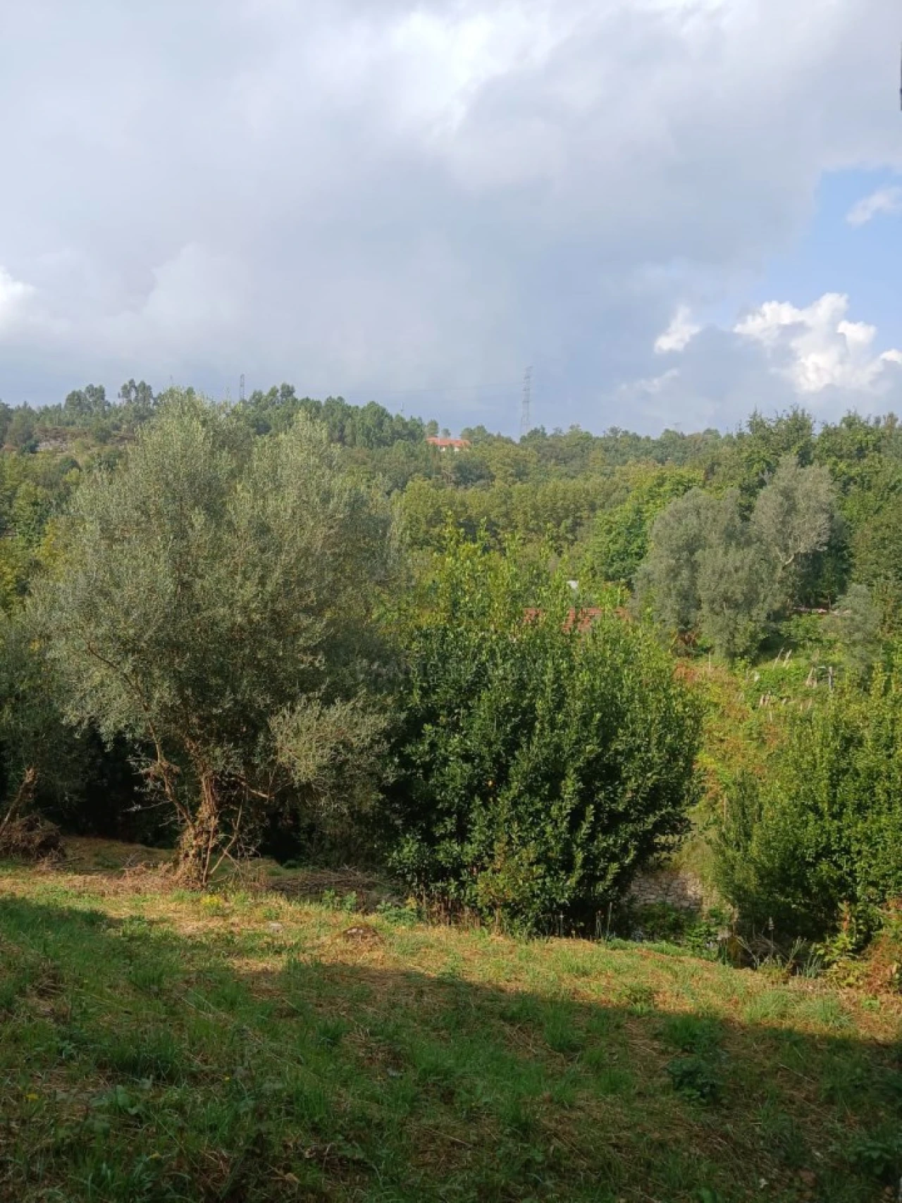 Terreno para Venda em Ruivães e Campos Foto 2