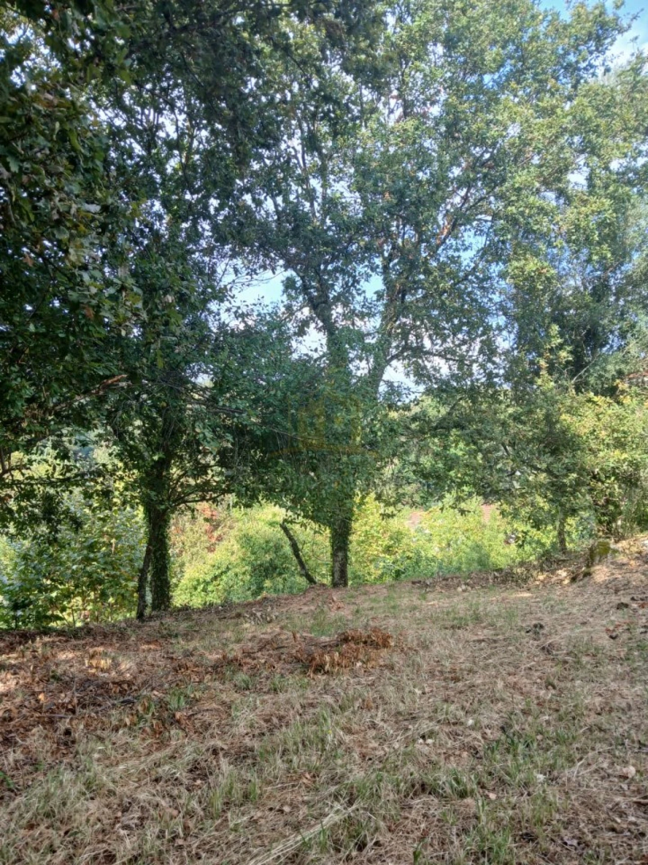 Terreno para Venda em Ruivães e Campos Foto 11