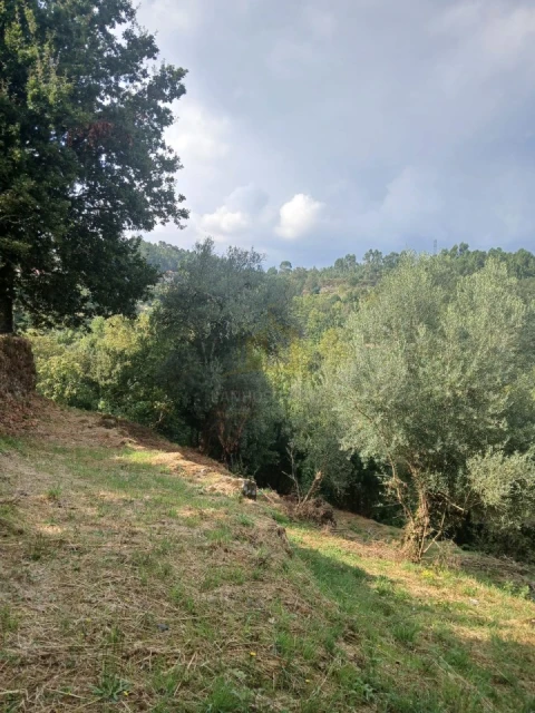 Terreno para Venda em Ruivães e Campos