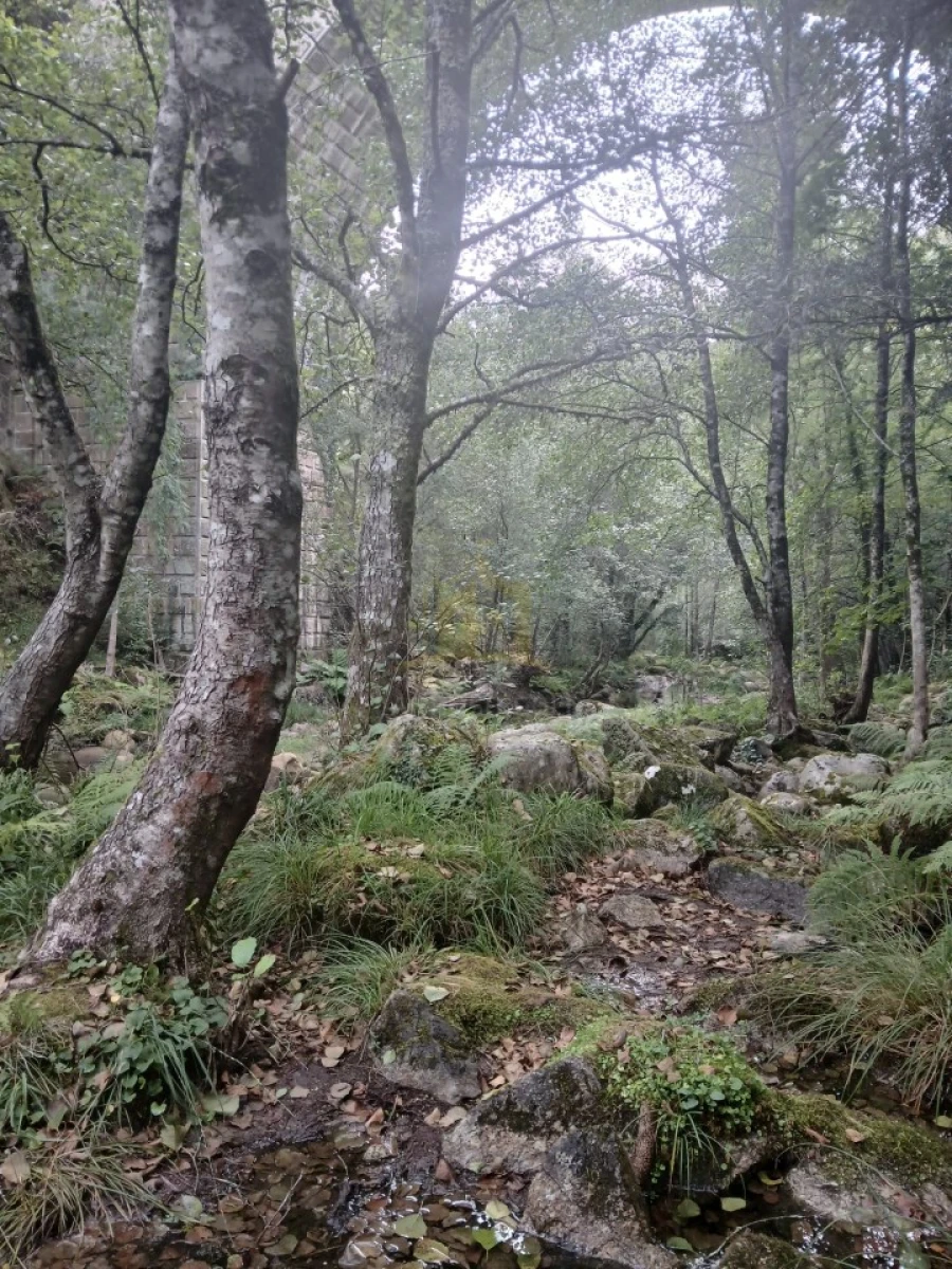 Terreno para Venda em Ruivães e Campos Foto 39