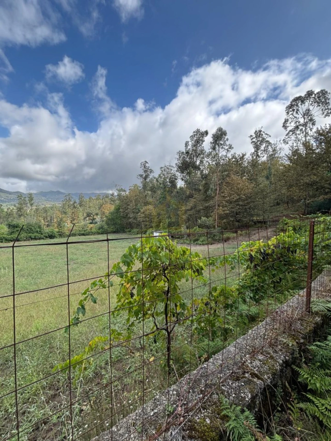 Terreno Agricola ou Rústico para Venda em Verim, Friande e Ajude Foto 9