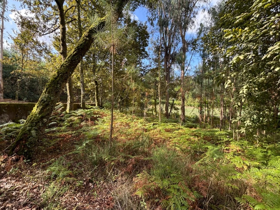 Terreno Agricola ou Rústico para Venda em Verim, Friande e Ajude Foto 11
