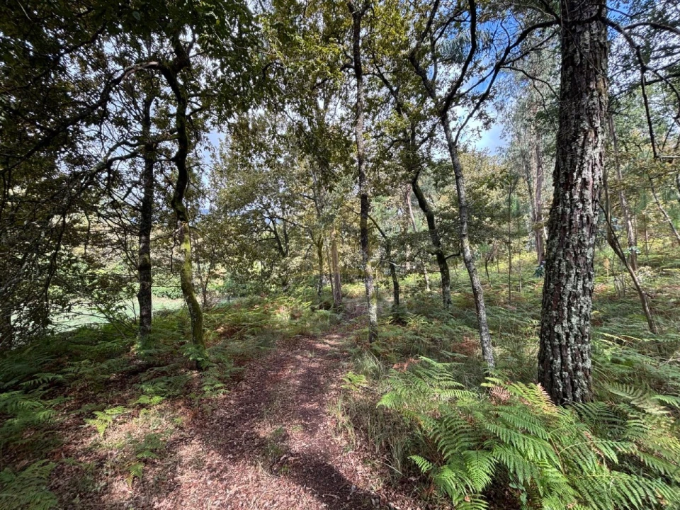 Terreno Agricola ou Rústico para Venda em Verim, Friande e Ajude Foto 12