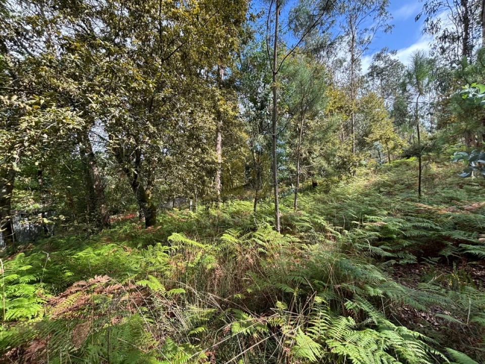 Terreno Agricola ou Rústico para Venda em Verim, Friande e Ajude Foto 13