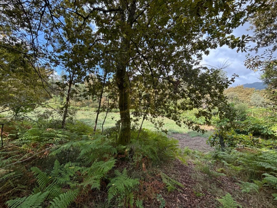 Terreno Agricola ou Rústico para Venda em Verim, Friande e Ajude Foto 19