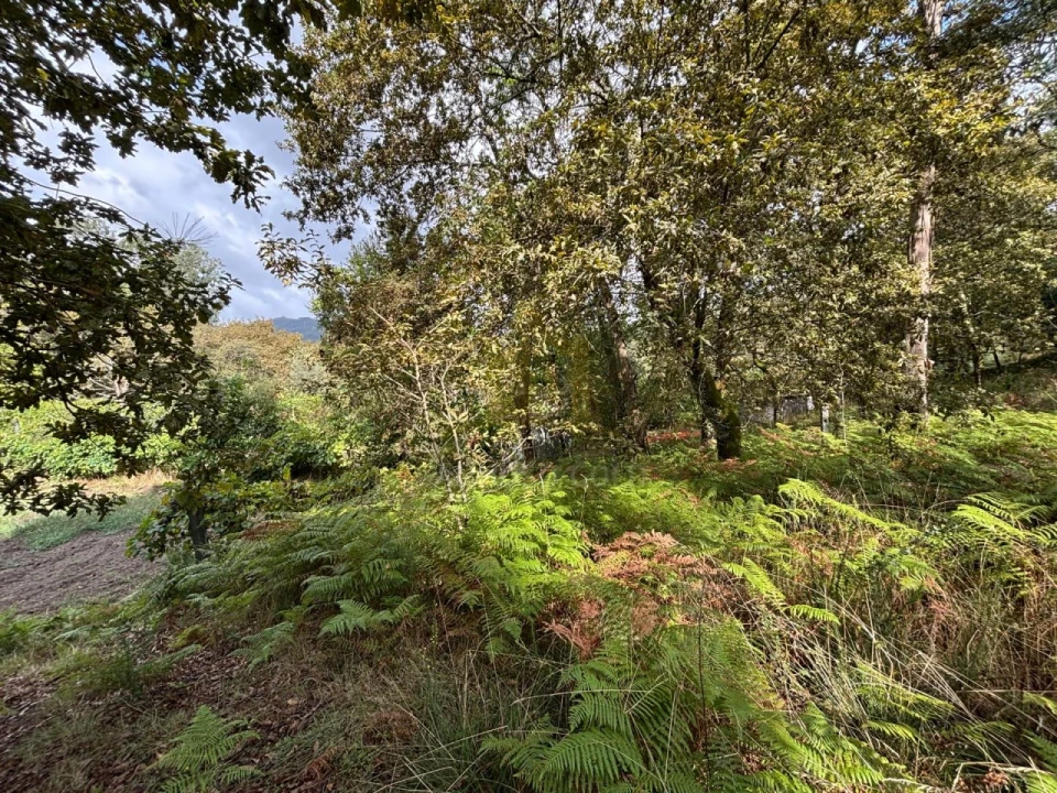 Terreno Agricola ou Rústico para Venda em Verim, Friande e Ajude Foto 20