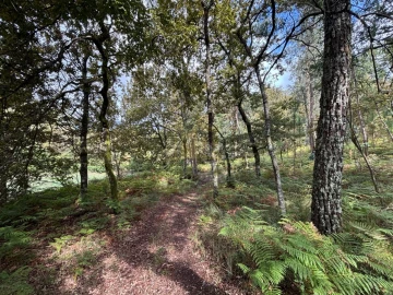 Terreno Agricola ou Rústico para Venda em Verim, Friande e Ajude