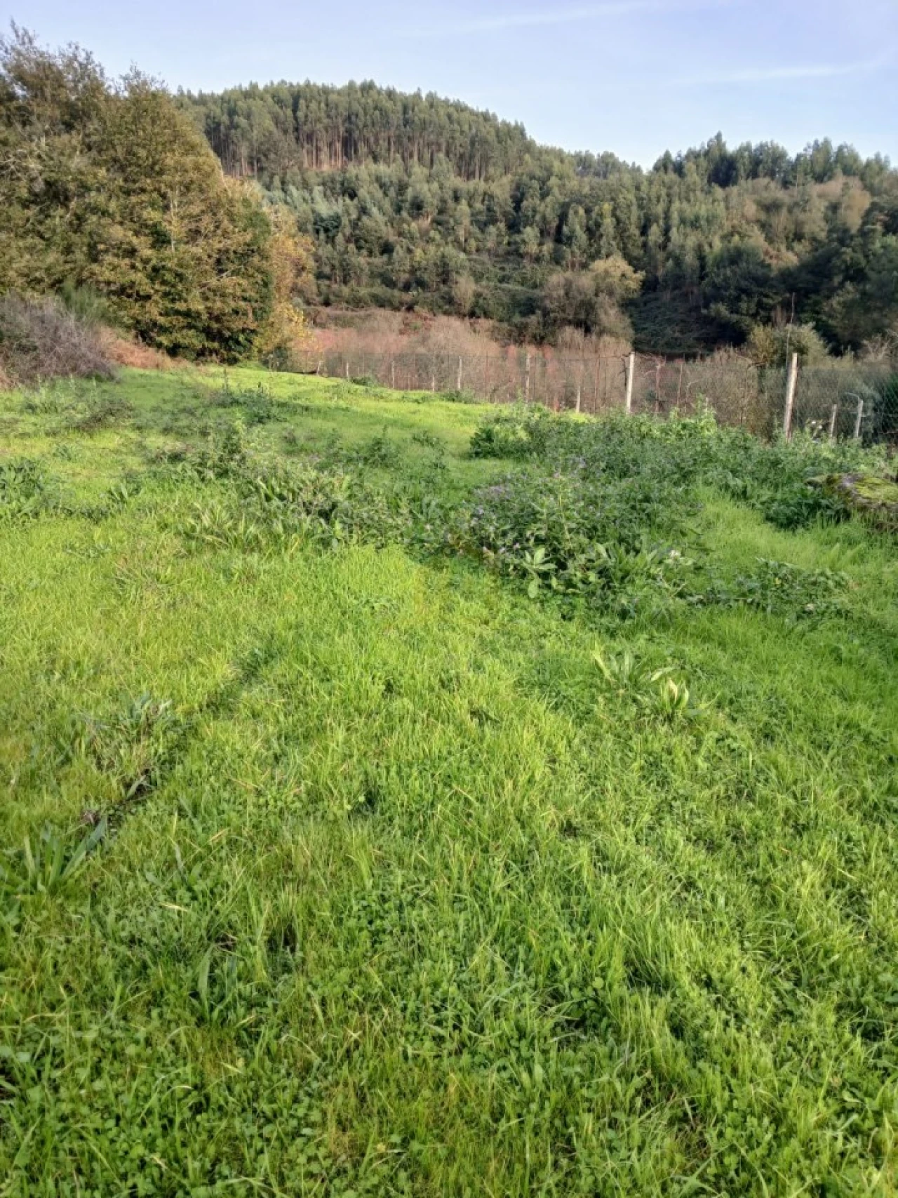 Terreno para Venda em Rendufinho Foto 6