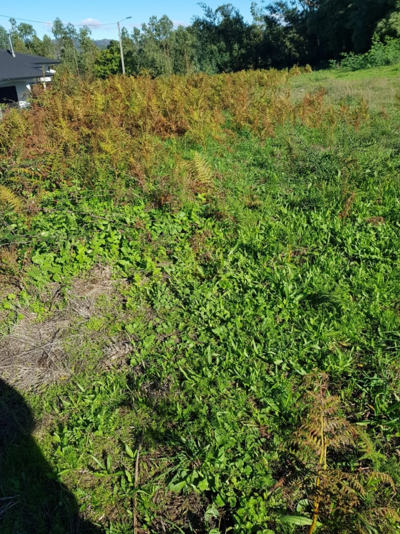 Terreno para Venda em Sobradelo da Goma Foto 3