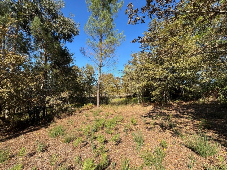 Terreno Agricola ou Rústico para Venda em Verim, Friande e Ajude Foto 1