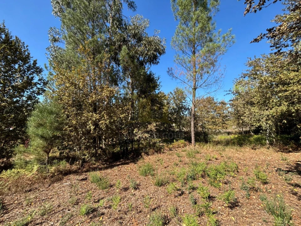 Terreno Agricola ou Rústico para Venda em Verim, Friande e Ajude Foto 2