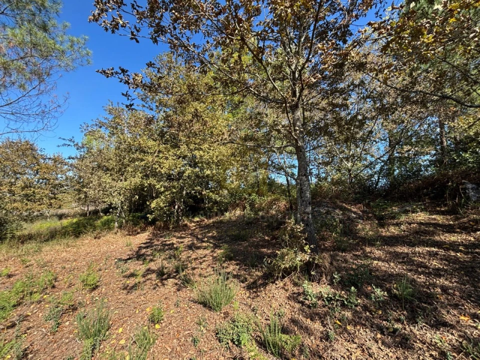 Terreno Agricola ou Rústico para Venda em Verim, Friande e Ajude Foto 4