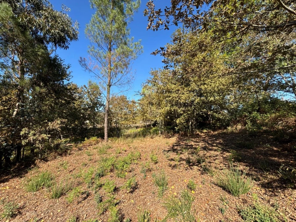 Terreno Agricola ou Rústico para Venda em Verim, Friande e Ajude Foto 10