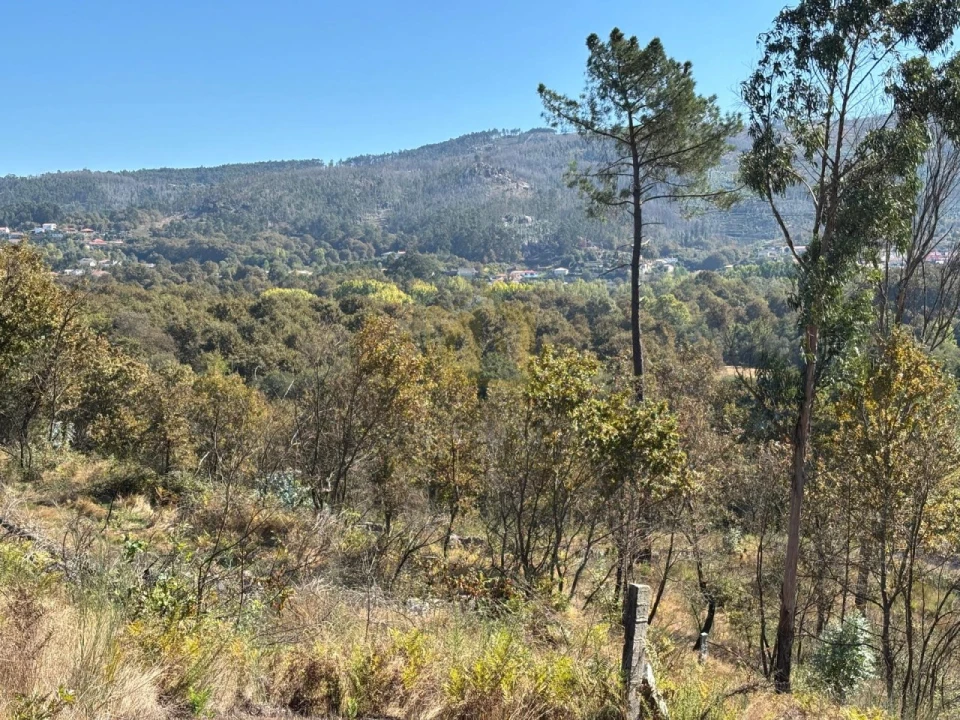 Terreno Agricola ou Rústico para Venda em Verim, Friande e Ajude Foto 11