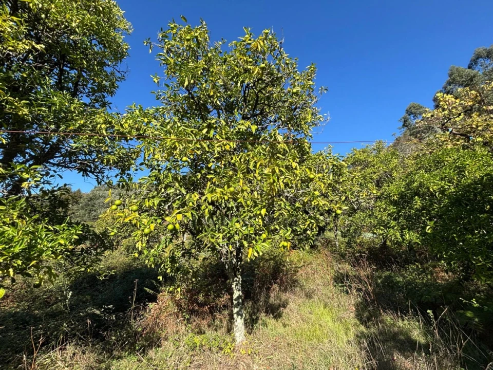 Terreno Agricola ou Rústico para Venda em Verim, Friande e Ajude Foto 20