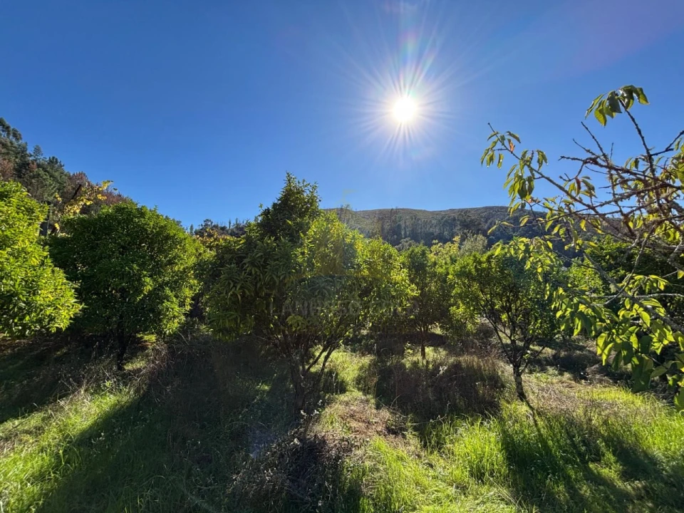 Terreno Agricola ou Rústico para Venda em Verim, Friande e Ajude Foto 24
