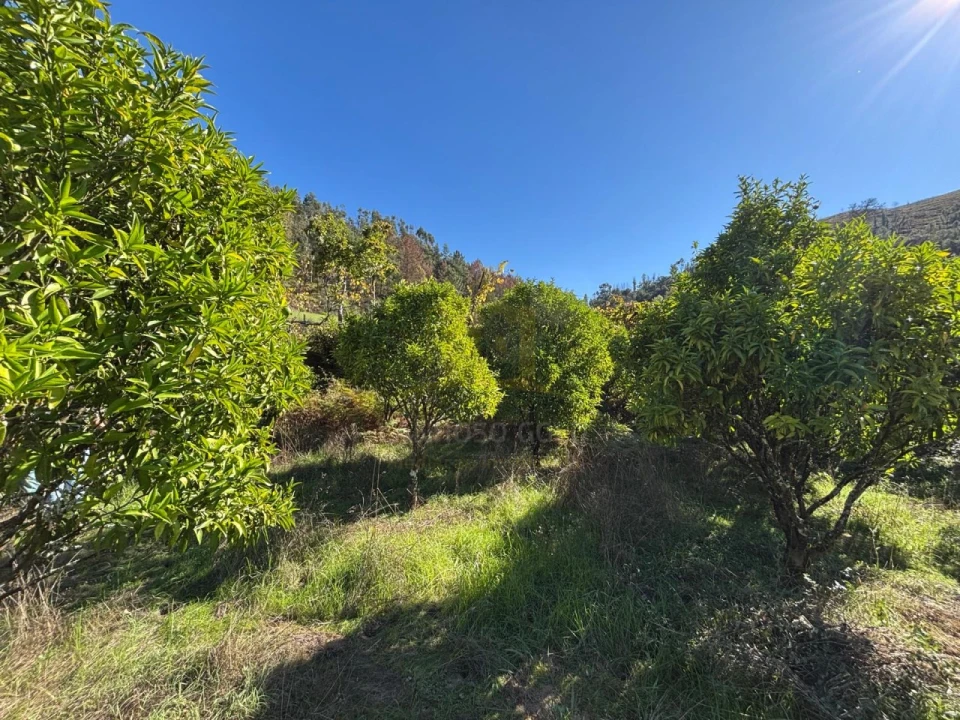 Terreno Agricola ou Rústico para Venda em Verim, Friande e Ajude Foto 25