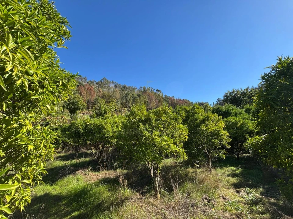 Terreno Agricola ou Rústico para Venda em Verim, Friande e Ajude Foto 28