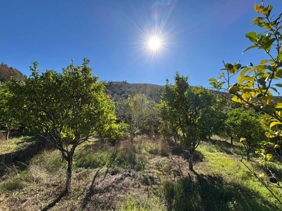 Terreno Agricola ou Rústico para Venda em Verim, Friande e Ajude Foto 29