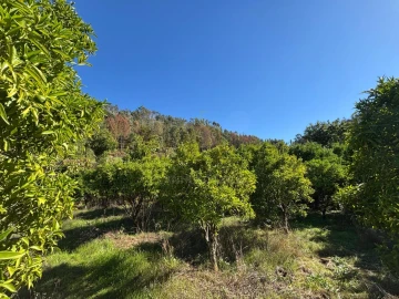 Terreno Agricola ou Rústico para Venda em Verim, Friande e Ajude