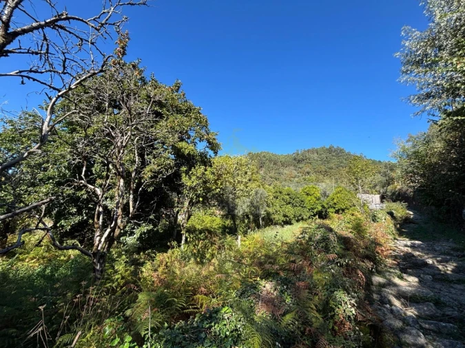 Terreno Agricola ou Rústico para Venda em Verim, Friande e Ajude Foto 17