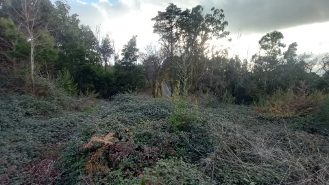 Terreno para Venda em Nogueiró e Tenões
