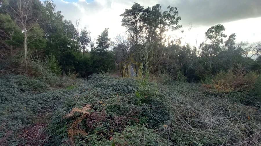 Terreno para Venda em Nogueiró e Tenões Foto 7